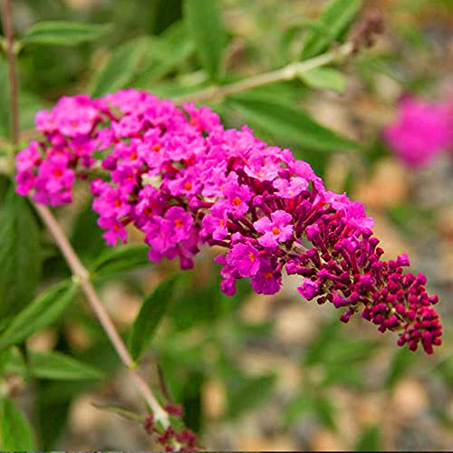 Buddleia Dark Pink - Buddleia Plants Outdoor Garden Ready in Pots - Butterfly Bush Outdoor Plants All Year Round - Flowering Dwarf Buddleia for Containers, Bedding and More (9cm Pot, 15-20cm)