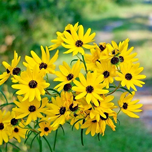 Swamp Sunflower Seeds 100+ Seeds Helianthus Angustifolius Perennial Wildflower Seeds for Planting Outdoor Garden, Native Flower for Pollinator Garden & Landscaping