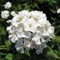 100 semillas de flores de clavel blanco