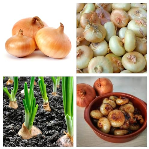 Semi Cipolla Borettana, Allium cepa, Cipolla Borretana1000 Semi per Orto Vaso Balcone, Ideali per Sottaceto o Agrodolce