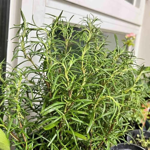 semi di rosmarino, copertura del terreno di al coperto organico d'appartamento esotiche rare giardino selvatiche, resistenti 20pcs