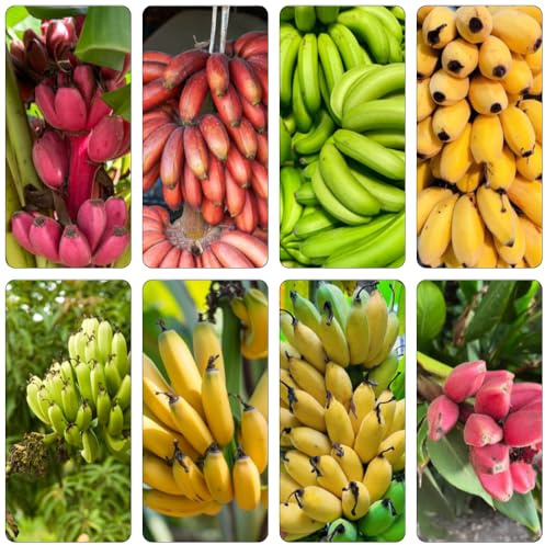 semillas de plátano Decoración de balcón con plátanos enanos columnar semillas orgánicas resistentes decoración banano 250pcs
