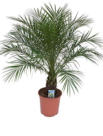 Phoenix Roebelenii Palme – ca. 110 cm Höhe, Zimmer- & Gartenpflanze – Pflegeleichte Zwerg-Dattelpalme für Innen & Außen