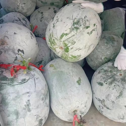 Calabaza de cera semillas de melones invierno invierno perennes resistentes silvestres balcón resistentes balcón invernadero 100pcs