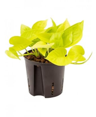 Potho Golden Natural Planta Exótica que Transformará tu Hogar