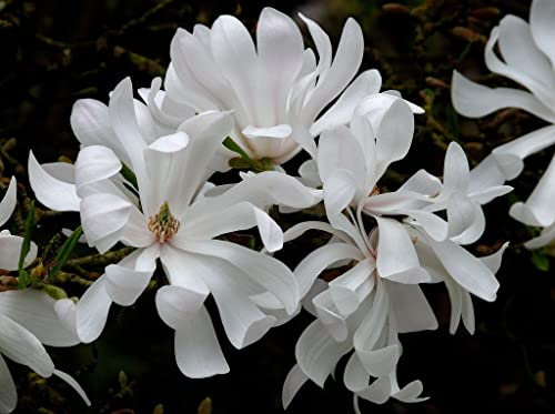 Magnolia stellata 'Water Lily' in 9cm Pot - (Star Magnolia) - Beautiful White Spring Flowers (1 Plant)
