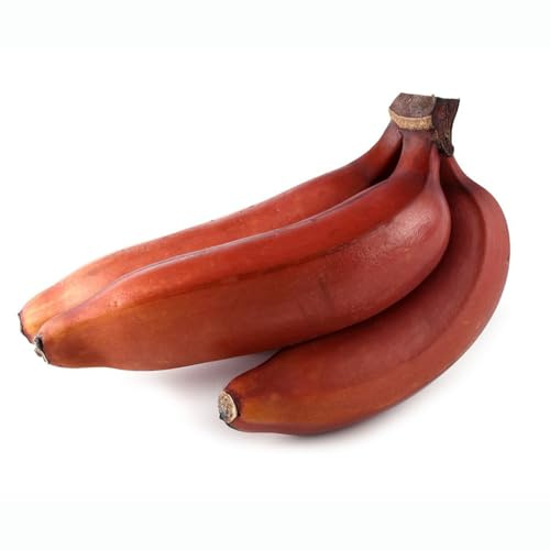 semillas de plátano banano perennes resistentes comprar bonsáis espaldera resistentes columnares columnar para jardines de 200pcs