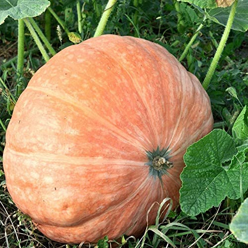 10 Semillas de Calabaza Gigante (Atlantica Giant - Cucurbita Maxima Duchesne)