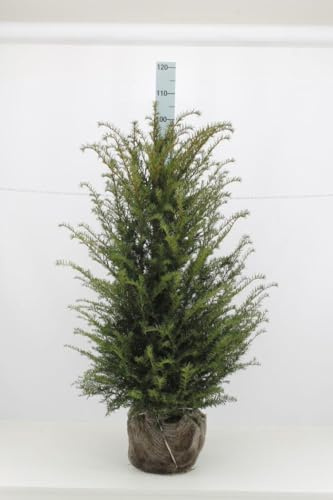 15 Taxus baccata 80-100cm ohne Ballen gemessen– Eibe Ballenware | Immergrüne Heckenpflanze, schnittverträglich & winterhart | Pflegeleicht & langlebig | Eiben | Heckenpflanzen | für ca. 4 m Hecke