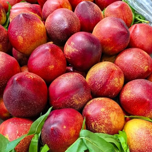 Nektarinenbaum - balkongewächshäuser alte sorten garten exotische obstgarten balkonpflanzen obstbäume kaufen seltene 18Samen