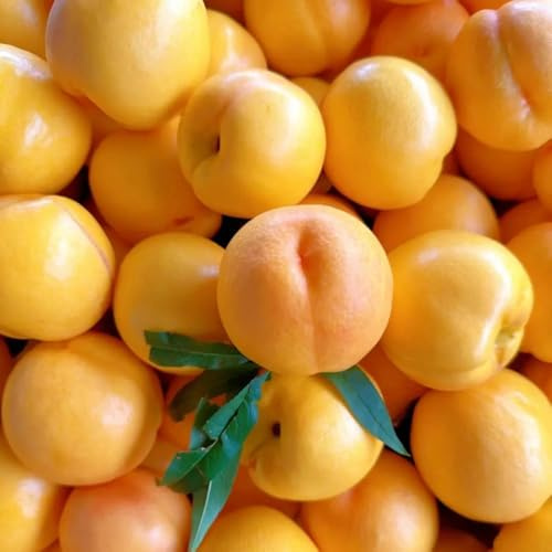 Nektarinenbaum baumsamen winterharte kübelpflanzen säulenobstbäume bio obstbaum pflanzenkübel kräutersamen balkon garten wildkräuter pflanzensamen säulenobst obstpflanzen pfirsichbaum 10samen