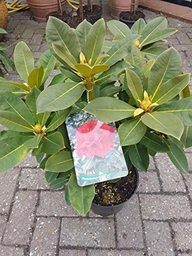 Rhododendron Red Jack 30-40 cm im 5 Liter Pflanzcontainer