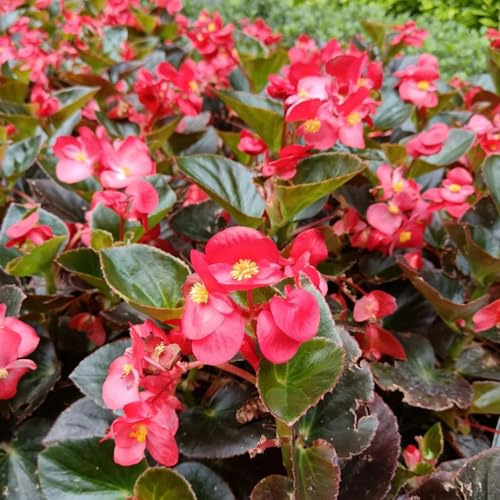 begoniensamen - exotische alte sorten mehrjährig winterhart 400pcs