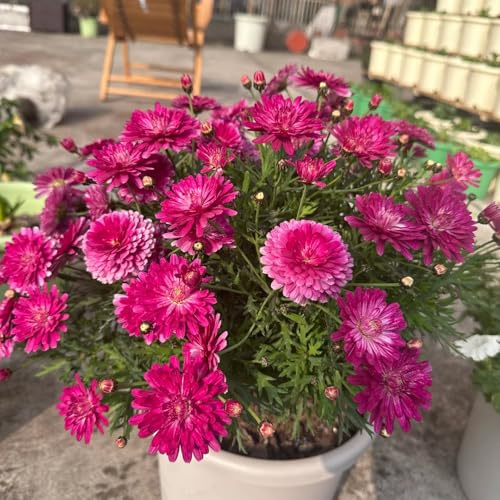 semillas de margarita - resistentes jardín orgánicas exterior primavera para decoración 600pcs
