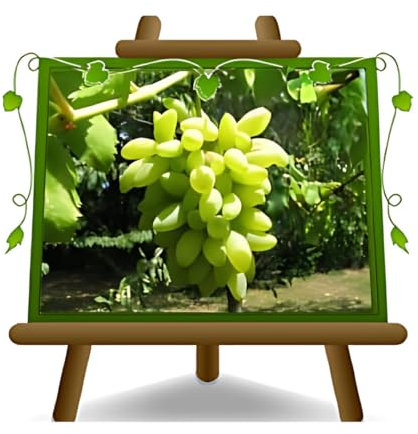 Vigne Pizzutello blanc - Plante de fruits vieux porte-greffe sur pot 20 - arbre max 170 cm - 2 ans