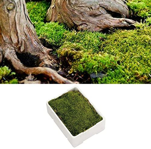 Carbeth Plants Fresh Flat Carpet Moss Small Box - Live Natural Versatile Premium Decoration for Indoor or Outdoor Use - Ideal for Terrariums, Bonsai & Home Décor