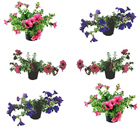 Petunia Pack de 6 Plantas Naturales para Terraza y Jardín
