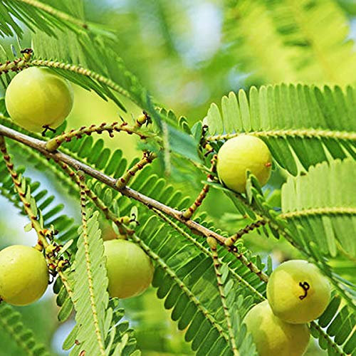 200 Semillas de Phyllanthus Emblica Semillas de grosella espinosa india Semillas de Amla