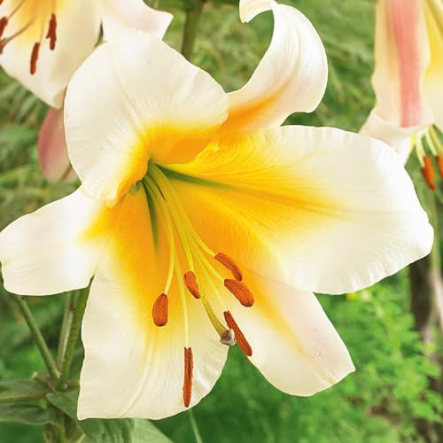 Lilium ORIENTAL-TRUMPET lökar (JÄTTELILJOR) | Lökar från de bästa holländska odlarna | Exklusivt urval och kvalitetskontroll | Blomningsgaranti. (1 lök av Lilium OT 'Yellow')