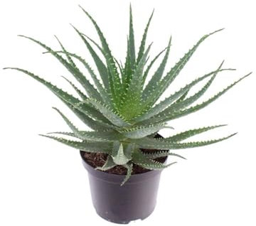 Aloe arborescens Aloe padre Romano Zago pianta officinale in vaso ø18 cm pianta grassa sempreverde MADE IN ITALY Vivaio di Castelletto