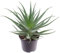 Aloe arborescens Aloe padre Romano Zago pianta officinale in vaso ø21 cm pianta grassa sempreverde MADE IN ITALY Vivaio di Castelletto