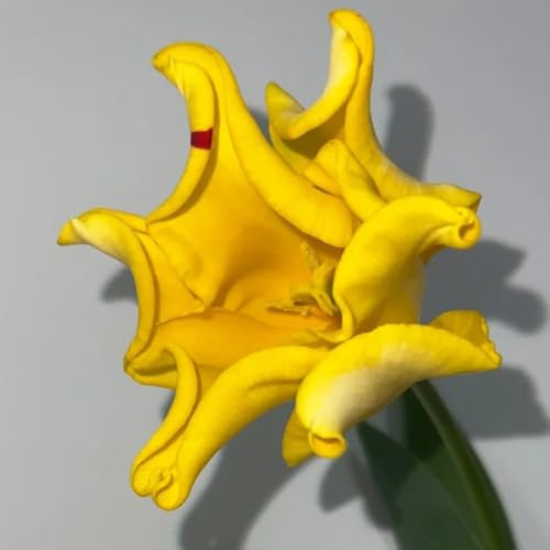 Bulbi di tulipano d'appartamento esotiche per i luoghi soleggiati tappezzanti in vaso serre balcone varietà antiche biologiche rare giardino giardino 3pcs