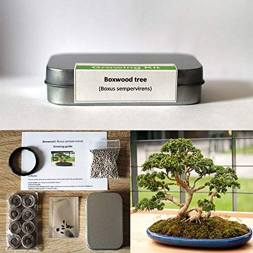 Kit de cultivo de árbol de boj para bonsái juegos y equipo