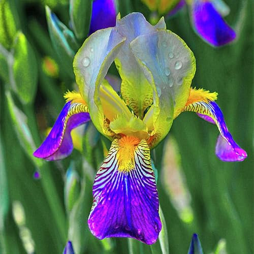 Iriszwiebeln, Blumenzwiebeln Garten, Balkon,Winterhart Mehrjährig,Stauden,Winterhart,Gartenblumen, Bartiris,Eleganz,Iris,Schwertlilien-8zwiebeln-E