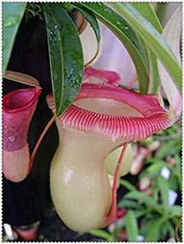 100 clip Pz Dionaea muscipula gigante Venere acchiappamosche in vaso Insettivori Seed Pigliamosche per il giardino: 10