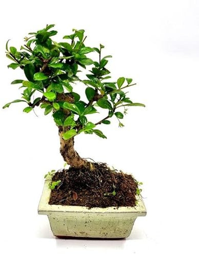 Bonsái Carmona Microphylla Natural Conocido como Árbol de Té de Fukien