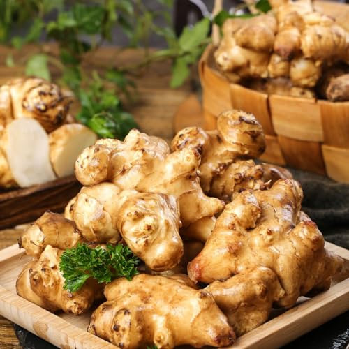 2 pcs topinambur saatknollen zum pflanzen Zwiebeln, topinambur - knollen, indoor plants for living room, balkongewächshäuser topinambur kaufen - Helianthus tuberosus - garten geschenke