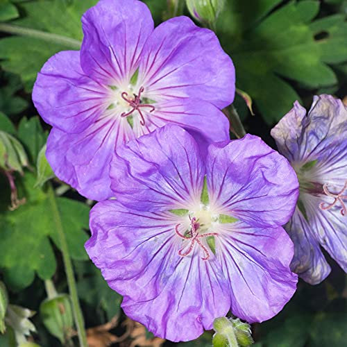 Geranium Azure Rush Cranesbill Clumping Deciduous Perennial Potted Garden Plant (10-30cm Incl. Pot)