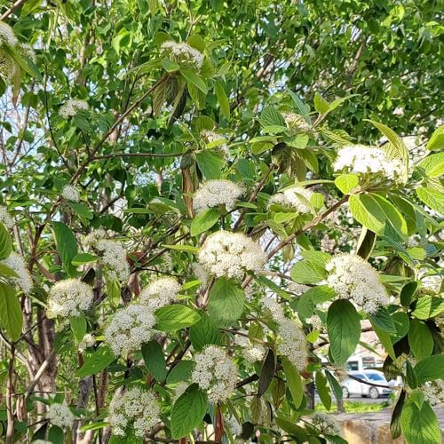 kletterhortensie winterhart samen garten geschenk, geschenk gartenliebhaber pflanzen winterhart draußen exotische pflanzen kräutersamen samen blumen pflanzen samen garten geschenke für 50pcs