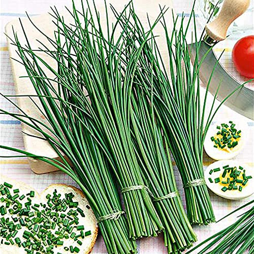 Buy4seeds 10000 Seeds Sweet Chinese Garlic Chive Herb Seeds UK Harvested Organic China Chives Seed Herb Garlic Useful for Garden and Outdoor