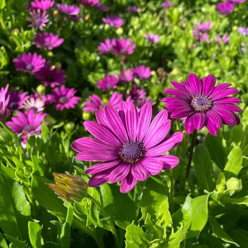 Semillas de margarita del Cabo, decoración de sala estar semillas pradera mariposas raras invernaderos balcón jardín rocas resistentes 650pcs