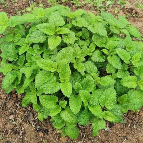 semillas resistentes de melisa - perennes jardín, decorativas 50pcs