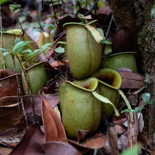 semi di carnivora - nepenthes - giardino roccioso resistenti carnivore appartamento rampicanti resistenti, semi biologici mix 200pcs