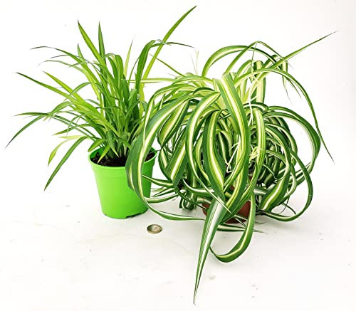 POWERS TO FLOWERS - CHLOROPHYTUM VERDE E BONNIE, FALANGIO, 2 PIANTE VASO 13CM, piante vere