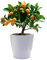 Calamondin - Naranjo Enano - Cítricos Comestibles - Maceta Cerámica 16cm - Planta Viva