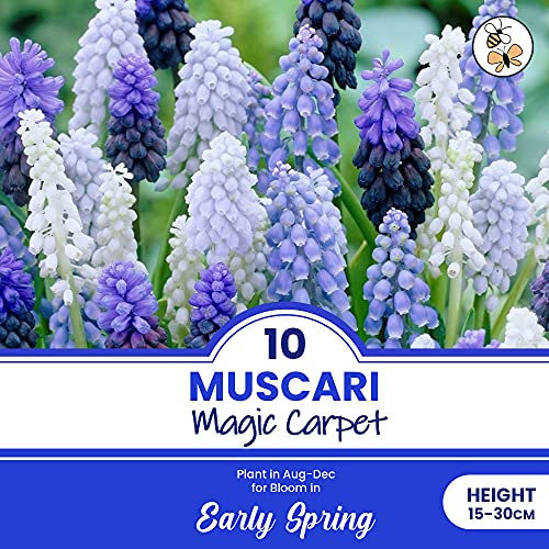 10 x Muscari Magic Carpet - Easy to Grow Perennial Flowering Plant - Also Known as Grape Hyacinth - Vivid Royal Blue & White Blooms in Mid - Spring - for Your Beautiful Garden