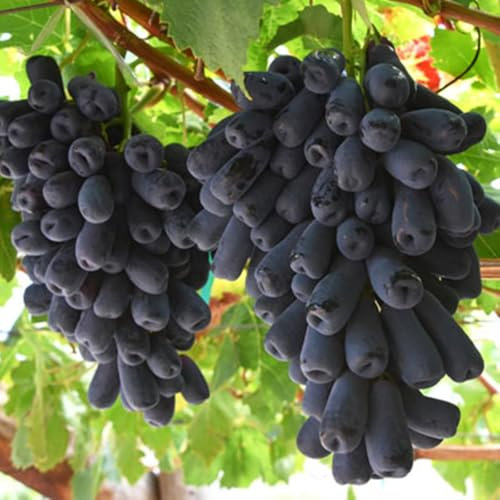 Weinreben kaufen zwiebeln,Winterhart Mehrjährig,Weintrauben Pflanzen kernlos Winterhart süße,vitis vinifera weinrebe,tafel-Trauben,tafeltraube wein pflanze,trauben pflanzen.-2zwiebeln-G