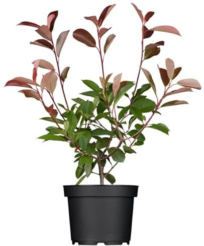 Photinia fraseri 'Red Robin' 40-60 cm - Glanzmispel, rote Blattaustriebe, immergrün, ideal als Hecke, pflegeleicht und winterhart