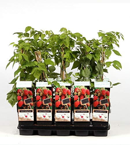 Himbeere - Rubus idaeus Malling Promise ca. 60 cm ertragreiche Gartenhimbeere