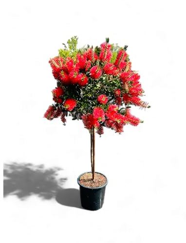 Tropictrees CALLISTEMON SUR STEMON 140/150 CM - Nettoyeur cylindrique - Bottlebrush