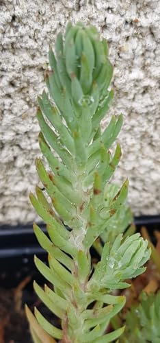 Sedum reflexum (=rupestre) 'Blue Spruce' / Orpin des rochers/Godet/Succulente
