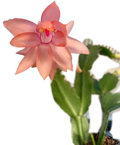 Cactus de Navidad Schlumbergera la Planta Navideña que Alegrará tu Hogar