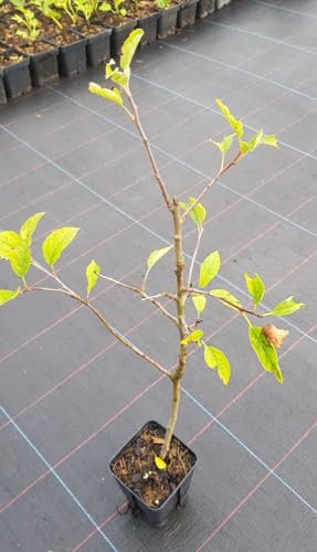 Malus domestica 'MM111' (Marcotte) / Pommier/Godet Anti-Chignon/Fruitier