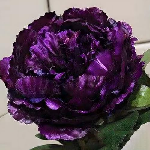 100 pièces Graines de Pivoine, Graines Fleurs à Semer, Graine a Planter, Graines de Fleurs pour Jardin et Balcon, Facile à Cultiver (F)