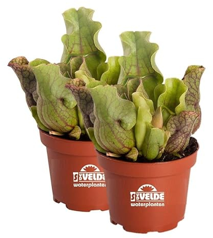 vdvelde.com - Schlauchpflanze Purpurea Venosa - 2er Set - Winterhart - Fleischfressende Pflanzen - Topf-Ø 9 cm, Pflanzenhöhe: 20 cm - Van der Velde Wasserpflanzen