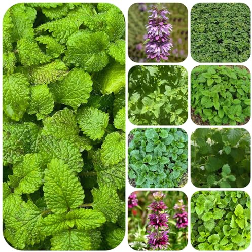 semi resistenti di melissa - giardino, esterno 600pcs